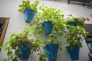 pots-543686_1280